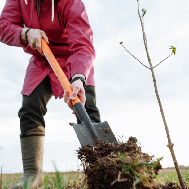 Woman in a long maroon rain jacket shoveling dirt around a small sapling.