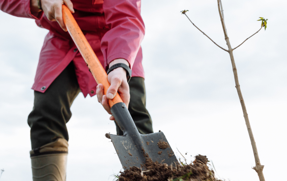 Woman in a long maroon rain jacket shoveling dirt around a small sapling.